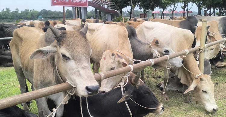 বিজিবির জব্দ গরু গায়েব, তদন্তে চাঞ্চল্যকর তথ্য