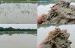 গলাচিপায় টানা বৃষ্টিতে আমনের বীজতলা ডুবে বিপাকে কৃষকরা