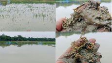 গলাচিপায় টানা বৃষ্টিতে আমনের বীজতলা ডুবে বিপাকে কৃষকরা