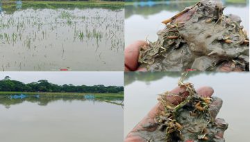গলাচিপায় টানা বৃষ্টিতে আমনের বীজতলা ডুবে বিপাকে কৃষকরা