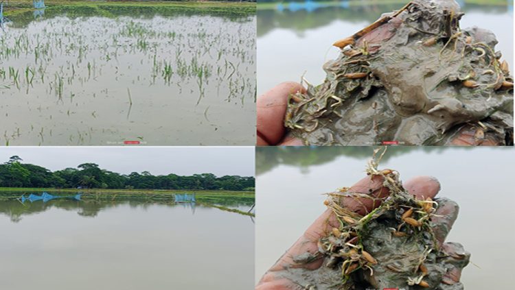 গলাচিপায় টানা বৃষ্টিতে আমনের বীজতলা ডুবে বিপাকে কৃষকরা