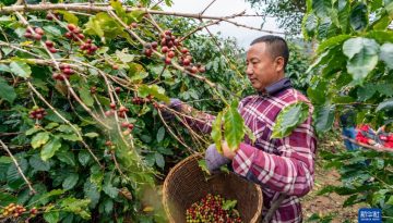 তিন পার্বত্য জেলা: সিন্ডিকেটে ধরাশায়ী নৃগোষ্ঠীরা
