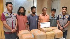 ডিবি মতিঝিলের পৃথক অভিযানে ৬০ কেজি গাঁজা ও পিকআপসহ ৬ মাদক কারবারি গ্রেফতার