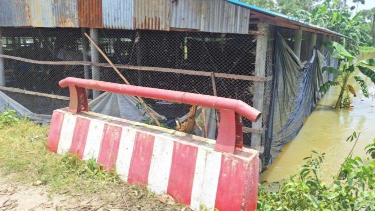 ছাগলনাইয়ায় কালভার্টের মুখে মুরগির খামার: পানি নিষ্কাশন বন্ধ, চরম জলাবদ্ধতা