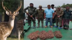 সুন্দরবনে হরিণ শিকারের ১২০ মিটার ফাঁদ উদ্ধার