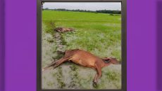 গলাচিপায় বজ্রপাতে দুটি গরু নিহত