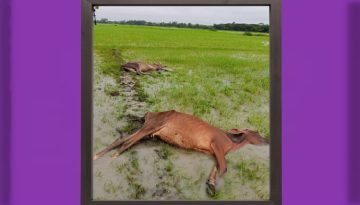 গলাচিপায় বজ্রপাতে দুটি গরু নিহত