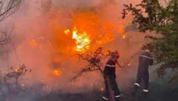 ফ্রান্সে ভয়াবহ দাবানলে আহত শতাধিক