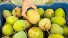 মৌসুমের শেষ সময়ে হাঁড়িভাঙায় লোকসানের শঙ্কা