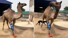 কৃত্রিম পায়ে আবার হাঁটলো পাকিস্তানের উট ‘ক্যামি’