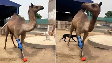 কৃত্রিম পায়ে আবার হাঁটলো পাকিস্তানের উট ‘ক্যামি’