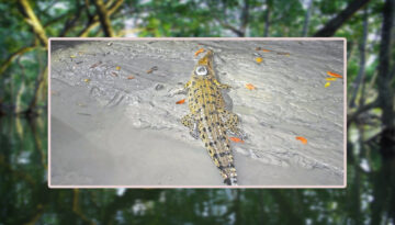 সুন্দরবনের পাঁচ কুমিরের অজানা জীবন কাহিনি