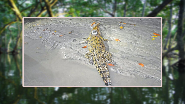 সুন্দরবনের পাঁচ কুমিরের অজানা জীবন কাহিনি