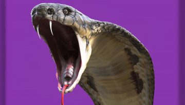 মতলবে বিষধর সাপের কামড়ে গৃহবধূর মৃত্যু