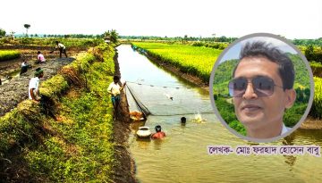 মাছে-ভাতে বাঙালি: ঐতিহ্যের গর্ব থেকে সংকটের বাস্তবতা