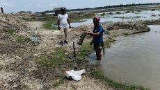 কয়রায় চিংড়ি ঘেরের অবৈধ পাইপ উচ্ছেদ অভিযান