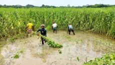 পাটের রাজধানী ফরিদপুর: ২ হাজার কোটি টাকার পাট উৎপাদন