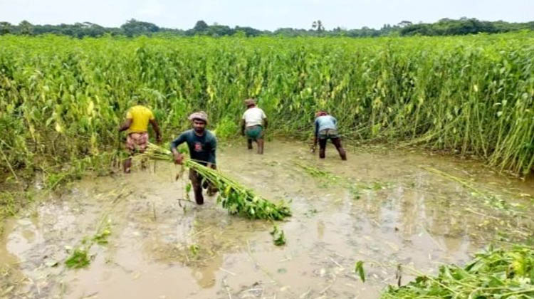 পাটের রাজধানী ফরিদপুর: ২ হাজার কোটি টাকার পাট উৎপাদন