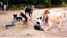 মহম্মদপুরে কুকুর আতঙ্কে শিক্ষার্থী ও পথচারীরা