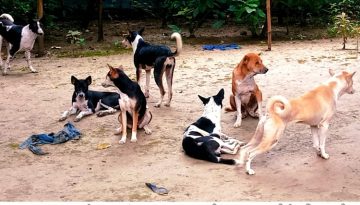 মহম্মদপুরে কুকুর আতঙ্কে শিক্ষার্থী ও পথচারীরা