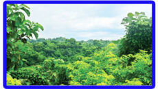 এক সময়ের ন্যাড়া পাহাড় এখন সবুজে ভরপুর
