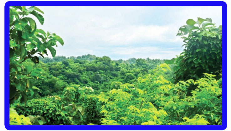এক সময়ের ন্যাড়া পাহাড় এখন সবুজে ভরপুর
