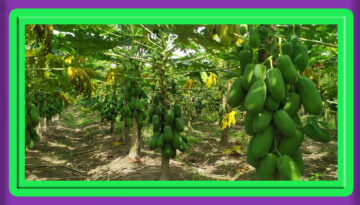 মধুপুরে পেঁপে চাষে নতুন রেকর্ড; কৃষকের মুখে হাসি