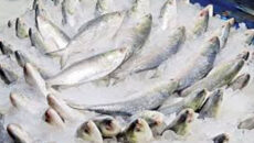 দুর্গাপূজায় ভারতে ইলিশ রপ্তানির অনুমোদন পেল ৩৭ প্রতিষ্ঠান