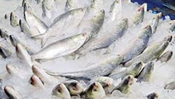 দুর্গাপূজায় ভারতে ইলিশ রপ্তানির অনুমোদন পেল ৩৭ প্রতিষ্ঠান