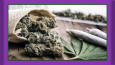 গাঁজা ধূমপান ও ভেপিং ফুসফুসের জন্য ঝুঁকিপূর্ণ: নতুন গবেষণা