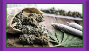 গাঁজা ধূমপান ও ভেপিং ফুসফুসের জন্য ঝুঁকিপূর্ণ: নতুন গবেষণা