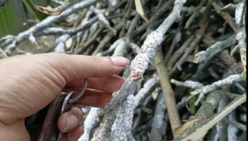 মুকসুদপুরে রেইনট্রি গাছের ‘ভাইরাস’ পোকা বিক্রি করে চলছে শত শত পরিবার