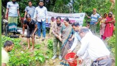 মাগুরায় বিভিন্ন জলাশয়ে ৪০০ কেজি পোনামাছ অবমুক্ত