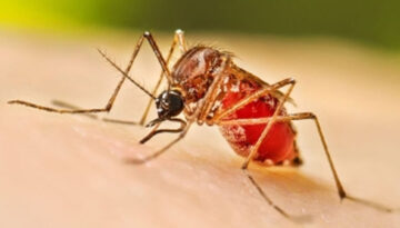 ডেঙ্গুতে দেশে রেকর্ড মৃত্যু একদিনে সর্বোচ্চ ১২ জনের মৃত্যু