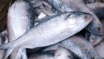 ভারতে ইলিশ রপ্তানি: কোটার তুলনায় অগ্রগতি ধীর