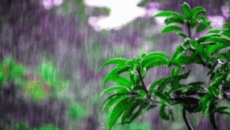 দুপুরের মধ্যে ৭ জেলায় ঝড়-বৃষ্টির আশঙ্কা