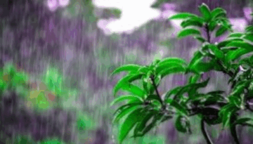 দুপুরের মধ্যে ৭ জেলায় ঝড়-বৃষ্টির আশঙ্কা