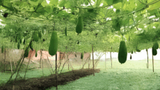 নবীনগরে জনপ্রিয় হয়ে উঠছে ভাসমান পদ্ধতিতে সবজি চাষ