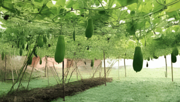 নবীনগরে জনপ্রিয় হয়ে উঠছে ভাসমান পদ্ধতিতে সবজি চাষ