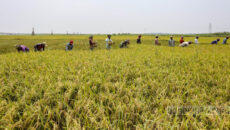 ভূমি ব্যবহার ও কৃষিভূমি সুরক্ষায় কঠোর বিধান