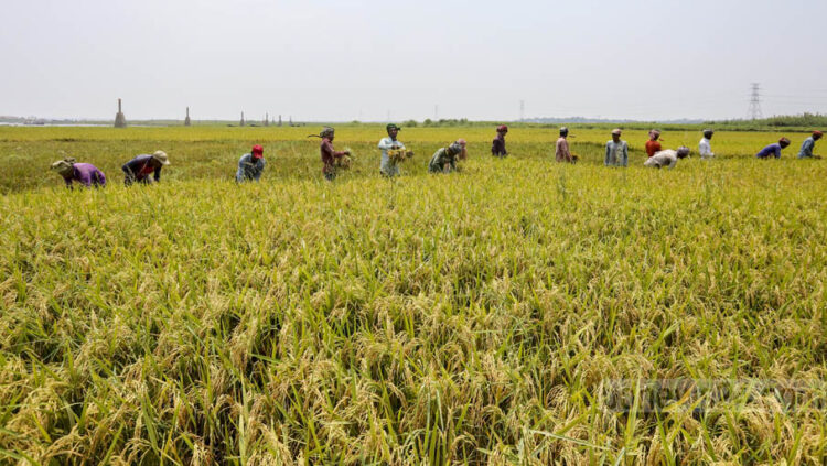 ভূমি ব্যবহার ও কৃষিভূমি সুরক্ষায় কঠোর বিধান