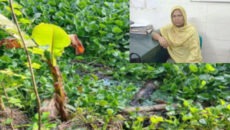 সাতক্ষীরার কলারোয়ায় ৫ দিনের নবজাতককে খালে ফেলে হত্যা, মা গ্রেপ্তার