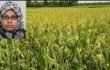 আধুনিক পদ্ধতিতে ধান চাষ করে খাদ্য চাহিদা মিটানো সম্ভব: আরজু আক্তার