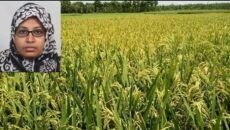 আধুনিক পদ্ধতিতে ধান চাষ করে খাদ্য চাহিদা মিটানো সম্ভব: আরজু আক্তার