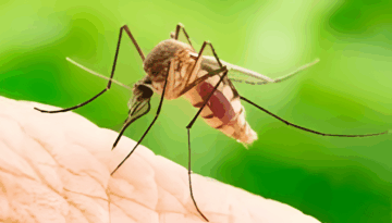 গত একদিনে ডেঙ্গুতে হাসপাতালে আরও ২৬৩ জন, এ বছর মৃত্যু ২০২