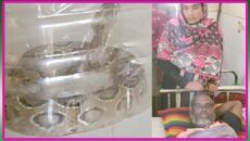 রাসেল ভাইপারের কামড়ে আহত কৃষক: জীবিত সাপসহ দৌড় হাসপাতালে