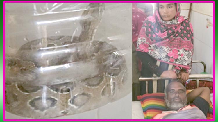 রাসেল ভাইপারের কামড়ে আহত কৃষক: জীবিত সাপসহ দৌড় হাসপাতালে