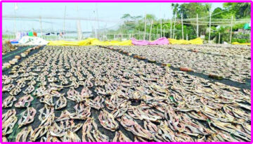 আনোয়ারার শুঁটকি পল্লী এখন দেশের শীর্ষ অর্গানিক হটস্পট