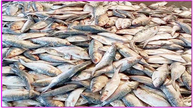 বাবুগঞ্জে পিকআপ ভর্তি ৮০০ কেজি জাটকা ইলিশ জব্দ