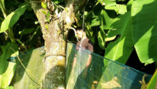 ভালুকায় কাঁঠাল গাছে ঝুলন্ত যুবকের লাশ উদ্ধার